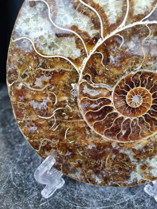 Hermoso ammonite grande - Animal fosilizado - Aioloceras (Cleoniceras) sp - 165 mm - 136 mm  (Sin precio de reserva) — foto 2