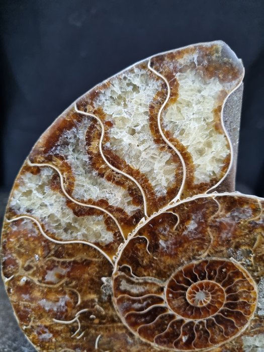 Hermoso ammonite grande - Animal fosilizado - Aioloceras (Cleoniceras) sp - 165 mm - 136 mm  (Sin precio de reserva) — foto 3