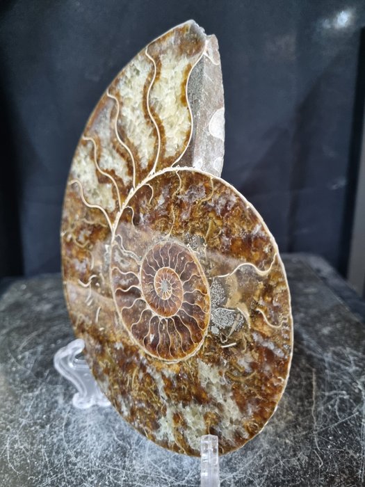 Hermoso ammonite grande - Animal fosilizado - Aioloceras (Cleoniceras) sp - 165 mm - 136 mm  (Sin precio de reserva) — foto 4