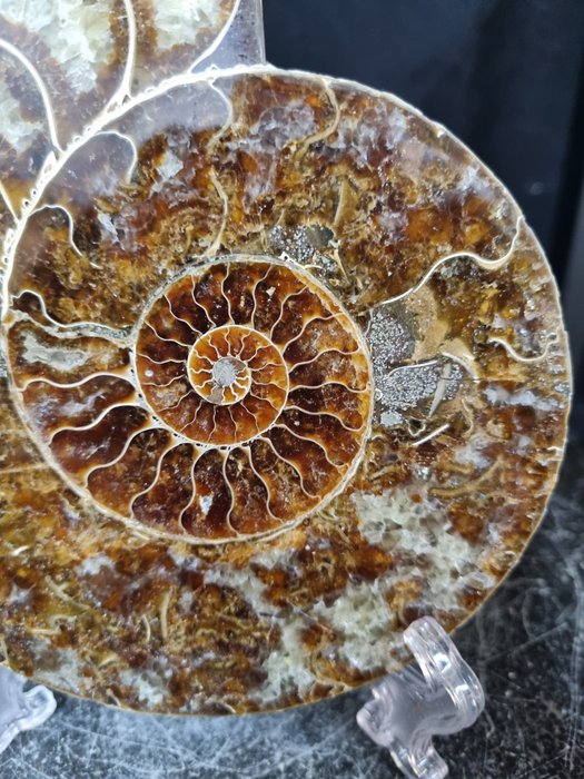 Hermoso ammonite grande - Animal fosilizado - Aioloceras (Cleoniceras) sp - 165 mm - 136 mm  (Sin precio de reserva) — foto 5