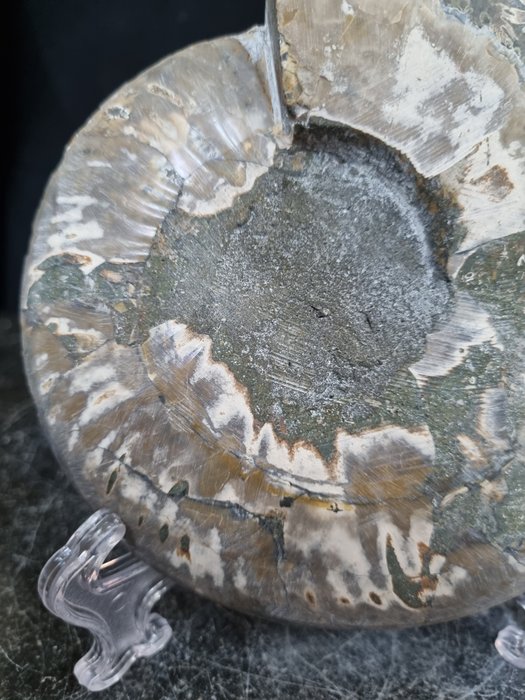 Hermoso ammonite grande - Animal fosilizado - Aioloceras (Cleoniceras) sp - 165 mm - 136 mm  (Sin precio de reserva) — foto 6