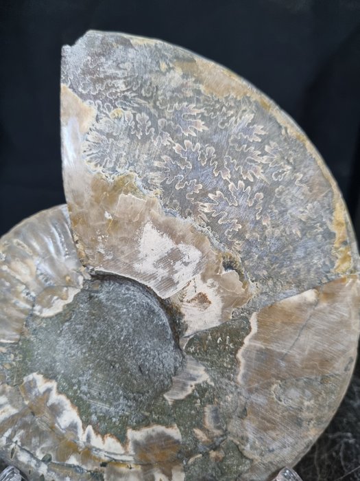 Hermoso ammonite grande - Animal fosilizado - Aioloceras (Cleoniceras) sp - 165 mm - 136 mm  (Sin precio de reserva) — foto 7