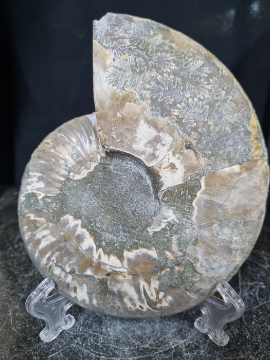 Hermoso ammonite grande - Animal fosilizado - Aioloceras (Cleoniceras) sp - 165 mm - 136 mm  (Sin precio de reserva) — foto 8