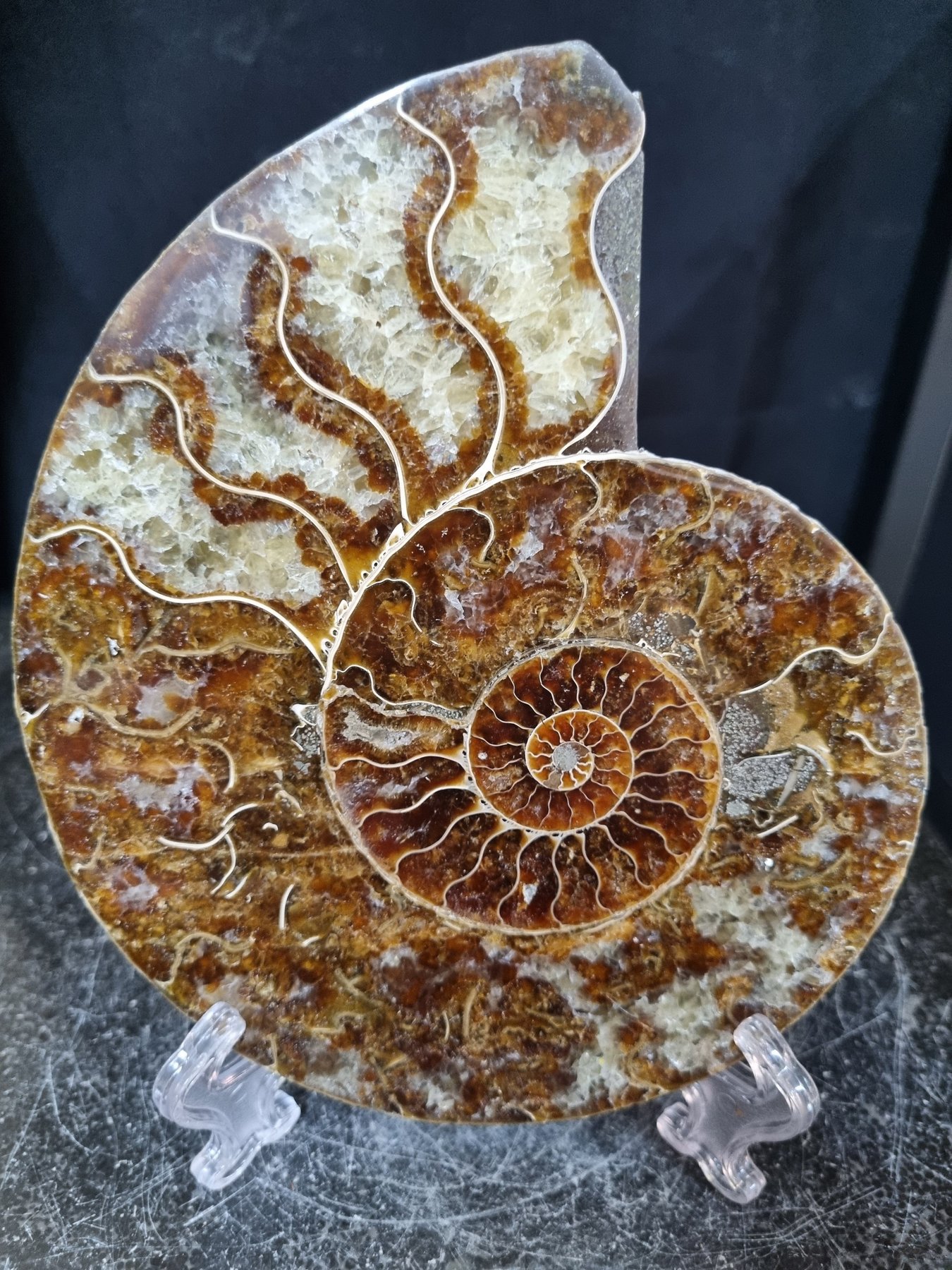 Hermoso ammonite grande - Animal fosilizado - Aioloceras (Cleoniceras) sp - 165 mm - 136 mm  (Sin precio de reserva) — foto 9