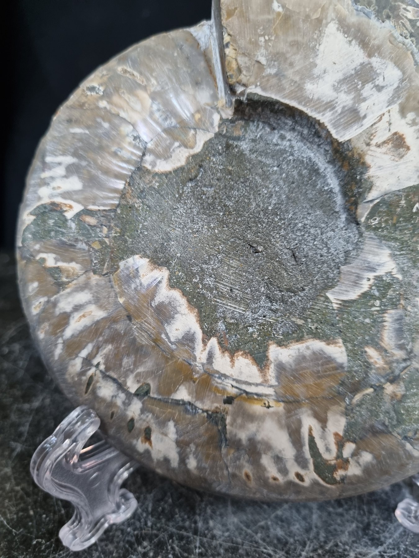 Hermoso ammonite grande - Animal fosilizado - Aioloceras (Cleoniceras) sp - 165 mm - 136 mm  (Sin precio de reserva) — foto 10