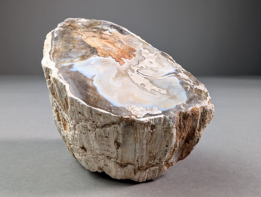 Madera fósil - Madera fosilizada - 13.4 cm - 6.4 cm (Sin precio de reserva) — foto 2