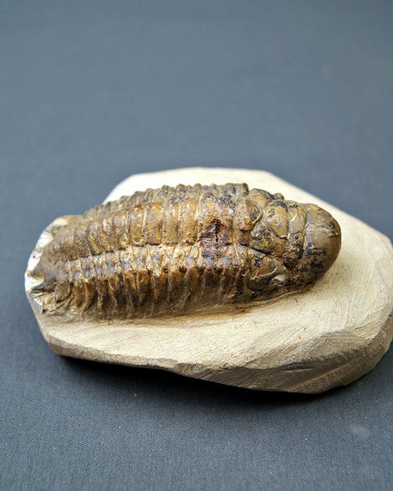 Trilobites Crotalocephalus - Animal fosilizado - Crotalocephalus Gibbus  (Sin precio de reserva) — foto 2