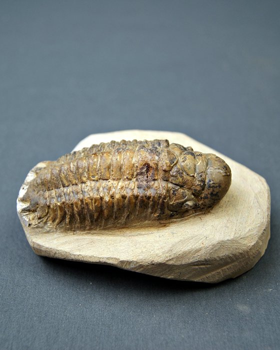 Trilobites Crotalocephalus - Animal fosilizado - Crotalocephalus Gibbus  (Sin precio de reserva) — foto 3