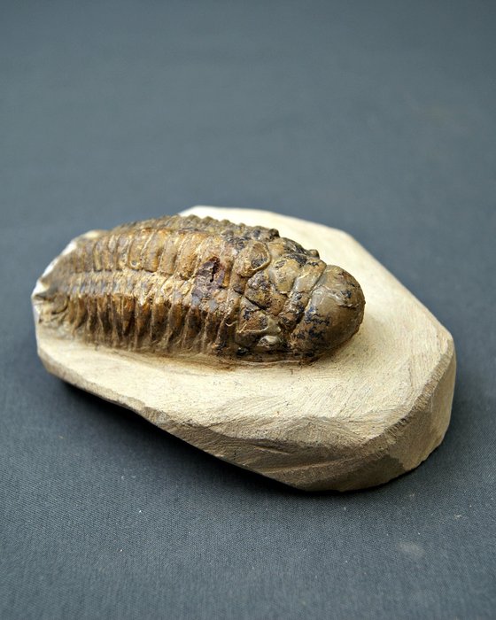 Trilobites Crotalocephalus - Animal fosilizado - Crotalocephalus Gibbus  (Sin precio de reserva) — foto 4