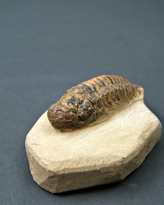 Trilobites Crotalocephalus - Animal fosilizado - Crotalocephalus Gibbus  (Sin precio de reserva) — foto 5