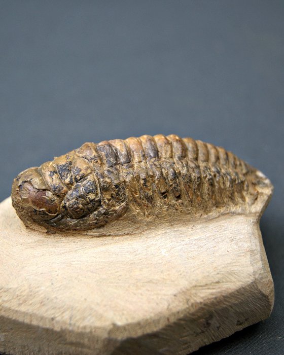 Trilobites Crotalocephalus - Animal fosilizado - Crotalocephalus Gibbus  (Sin precio de reserva) — foto 6