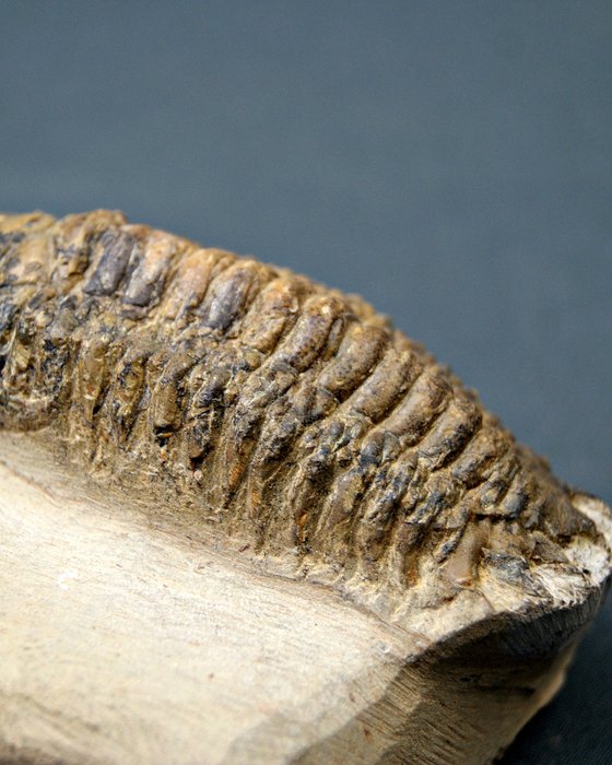 Trilobites Crotalocephalus - Animal fosilizado - Crotalocephalus Gibbus  (Sin precio de reserva) — foto 7