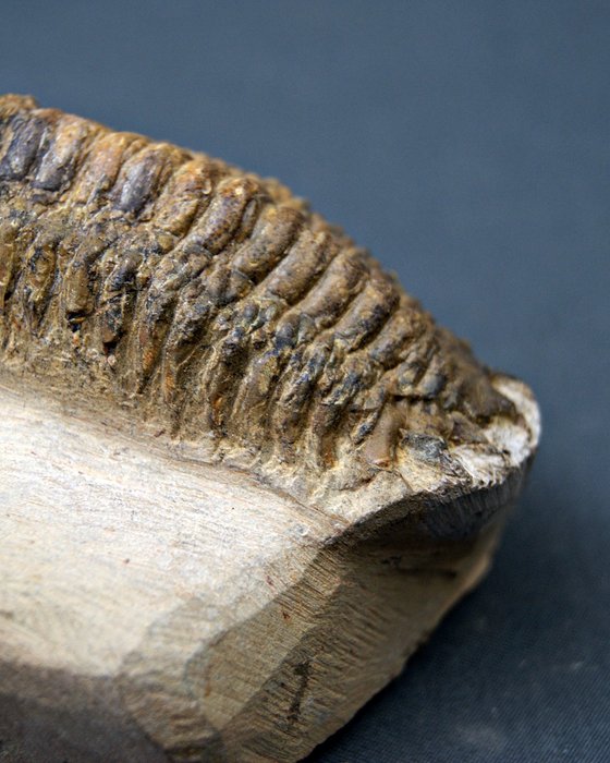 Trilobites Crotalocephalus - Animal fosilizado - Crotalocephalus Gibbus  (Sin precio de reserva) — foto 8