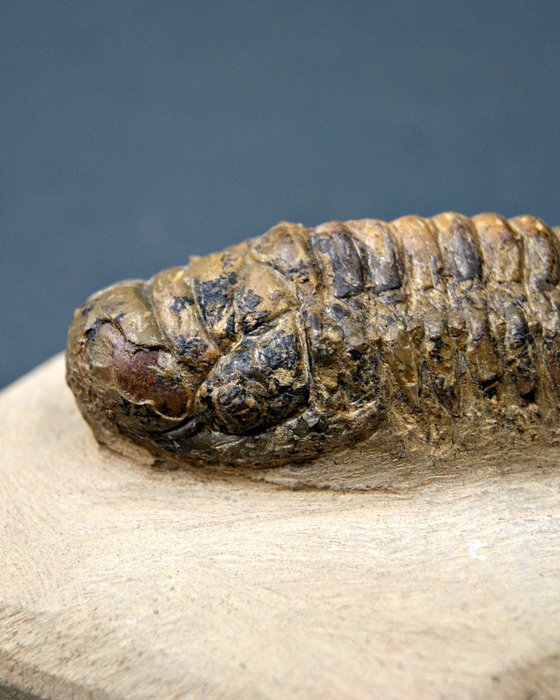 Trilobites Crotalocephalus - Animal fosilizado - Crotalocephalus Gibbus  (Sin precio de reserva) — foto 9