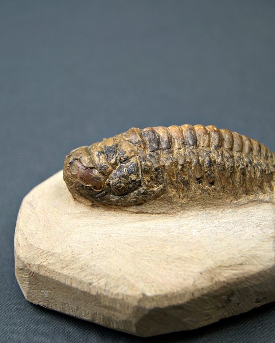 Trilobites Crotalocephalus - Animal fosilizado - Crotalocephalus Gibbus  (Sin precio de reserva) — foto 10