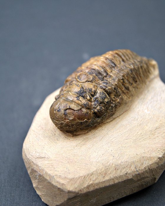 Trilobites Crotalocephalus - Animal fosilizado - Crotalocephalus Gibbus  (Sin precio de reserva) — foto 11