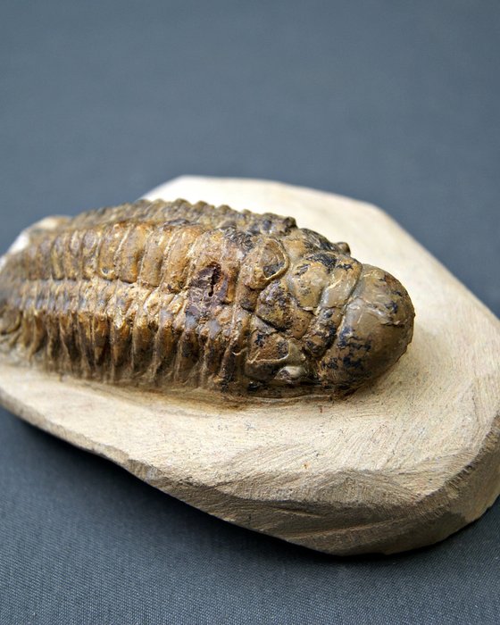 Trilobites Crotalocephalus - Animal fosilizado - Crotalocephalus Gibbus  (Sin precio de reserva) — foto 12